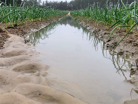 Saturated Soils: Georgia Farmers Sidelined Due to Wet Weather