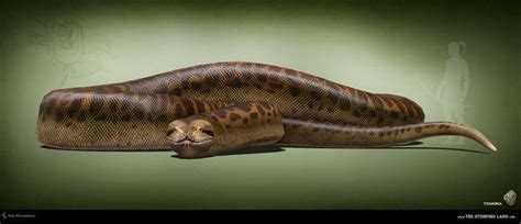 Titanoboa ~ Detailed Information | Photos | Videos