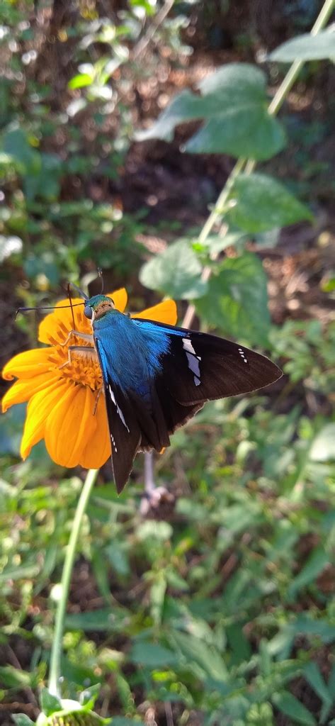 Saltarina Rel Mpago Azul De Dos Barras Desde Santa Mar A Huatulco Oax