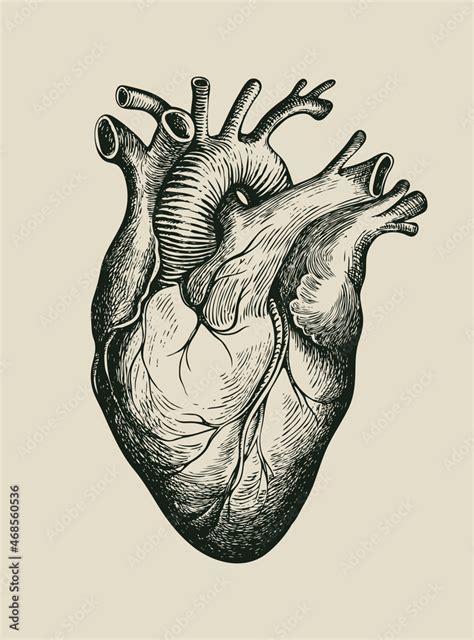 Hand Drawn Human Heart Detailed Pencil Drawing On An Old Paper