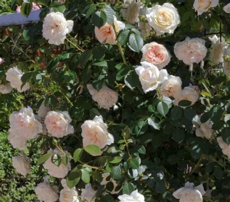 Мон Жарден Mon Jardin - купить в Донецке, Волновахе и ДНР по цене - 380₽