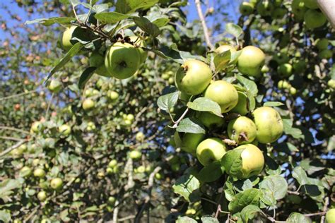 Asturias – Ciderlands