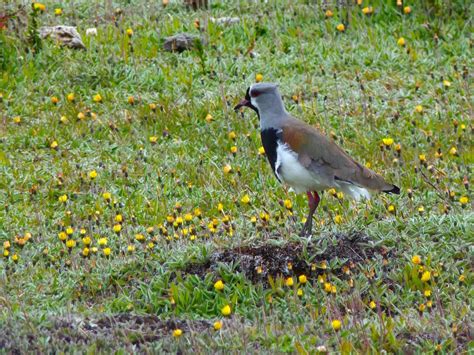 eBird Checklist 21 Dec 2023 Vía sin nombre Punta Arenas