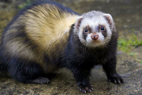 Хонорик: как выглядит, фото, описание животного, где обитает, чем ...