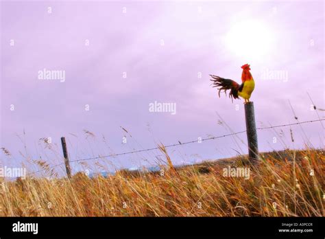 Rooster Crowing On Fence Stock Photo Alamy