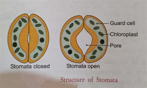 Structure Of Stomata Diagram Stoma Diagram Cell