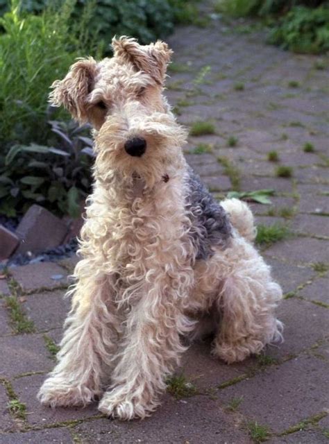 How To Potty Train A Wire Fox Terrier