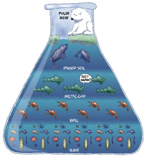 Ocean Food Web Diagram For Kids