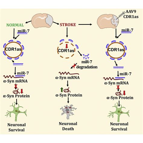 CDR1as regulates α synuclein mediated ischemic brain damage by