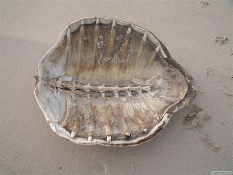 If A Turtle Doesn T Have A Shell Is It Naked Or Homeless R Showerthoughts