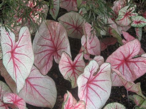 10 Caladium Full Sun Lovers For The Sunny Garden Bed Harvest Indoor