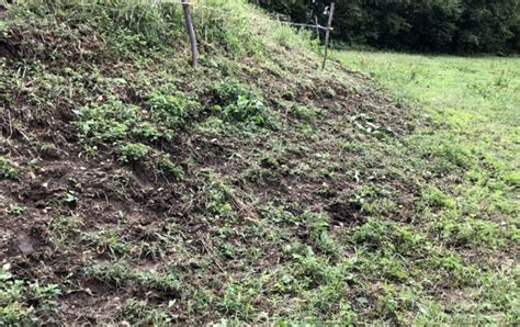 Cinghiali Devastano I Campi Di Tremezzina Situazione Disperata