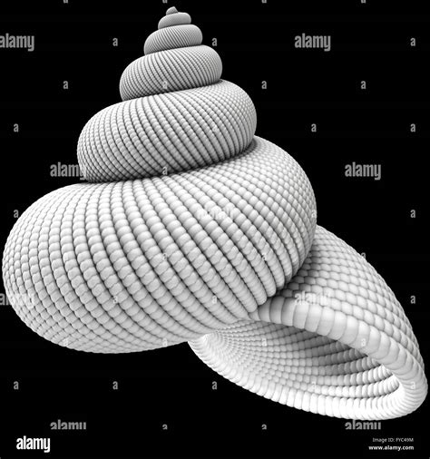 illustration  shell object  black background stock photo alamy