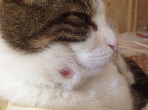 Wound Healing Cat Abscess Healing Stages Catsbh