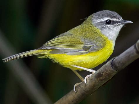 Yellow-bellied Warbler - eBird