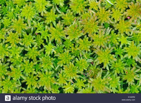 Sphagnum Moss High Resolution Stock Photography And Images Alamy
