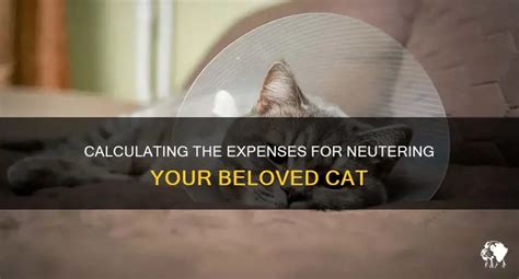 how much to neuter a male cat