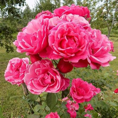 Купить саженцы канадских роз в Минске с доставкой по Беларуси