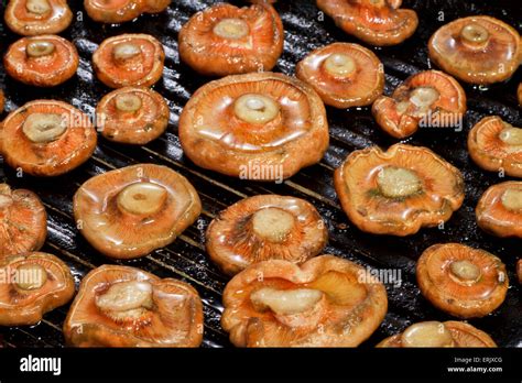 Group Of Grilled Saffron Milk Cap Stock Photo Alamy