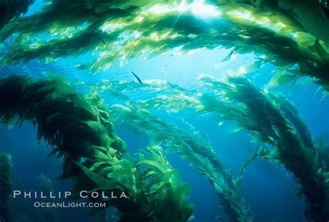 Kelp Forest Macrocystis Pyrifera San Clemente Island California