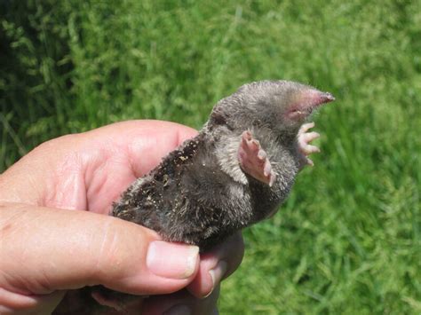 Moles Huntsman Wildlife Cincinnati