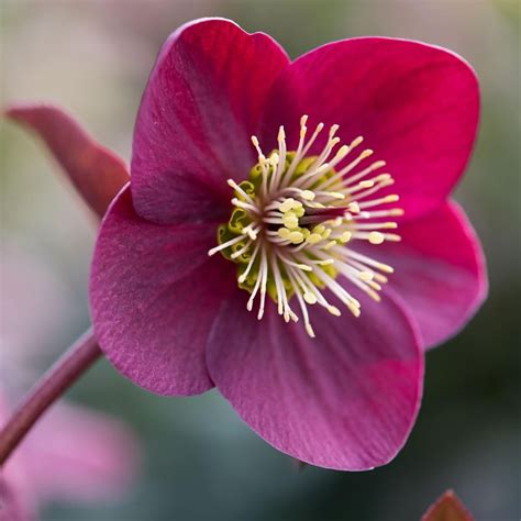 Buy Hellebore Helleborus Rodney Davey Marbled Group Annas Red