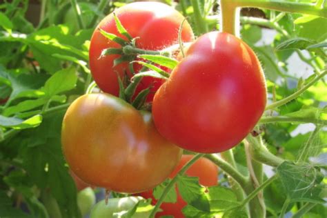 Штамбовые томаты – что это такое, сорта для теплиц и открытого грунта ...