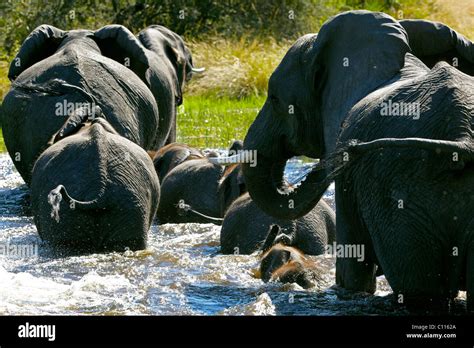 African Elephants Rear View Hi Res Stock Photography And Images Alamy