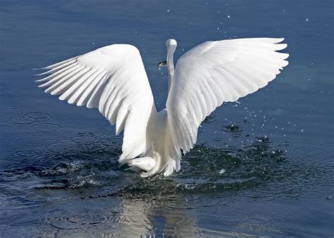 Free Images Nature Wing White Flower Wildlife Fauna Swan