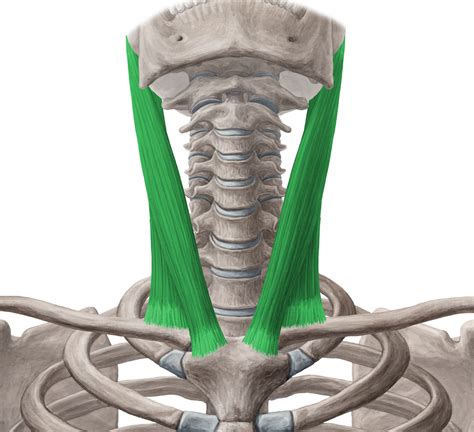 Sternocleidomastoid Physiopedia