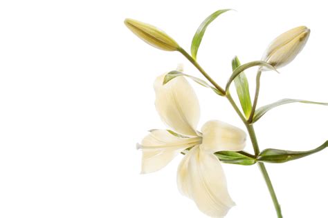 Remembering Partilia Dockery | Obituaries | Maryville Memorial Funeral Home