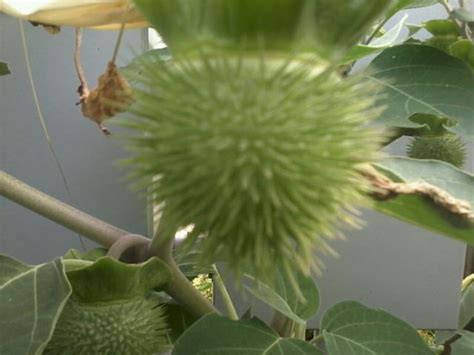 Moon Flower Seed Pod