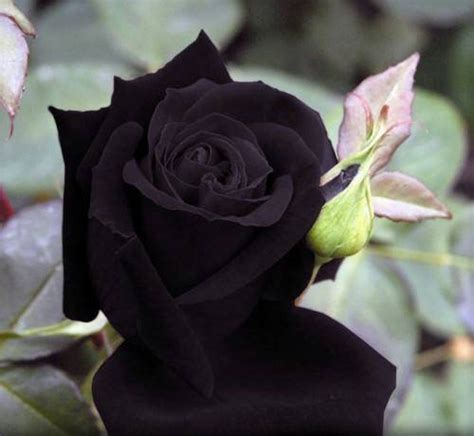 5 BLACK ROSE Rosa Bush Shrub Perennial Flower Seeds Etsy