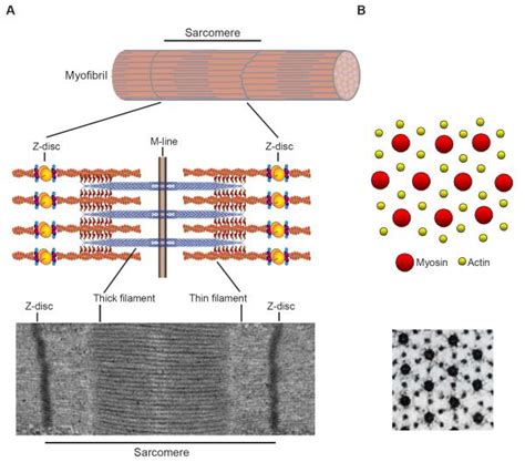 systems biology  skeletal muscle fiber type   organizing