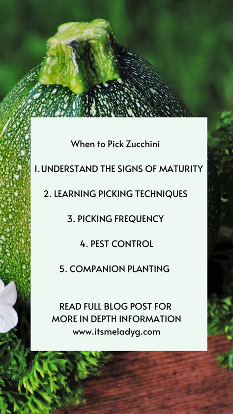 When To Pick Zucchini Guide And Tips For Growing Squash Its Me Lady G