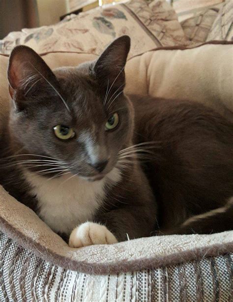 Rehomed Gorgeous Grey Tuxedo Female Cat In Portland Oregon