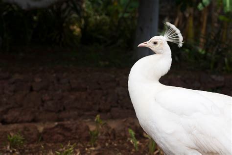 El Curioso Caso Del Pavo Real Albino Mis Animales