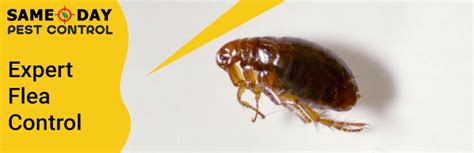 flea control pearsall  flea control services