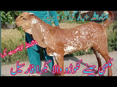 Madrasa Bakra Mandi Ky Makhi Cheeni Goats For Sale Eid Qurbani 2020