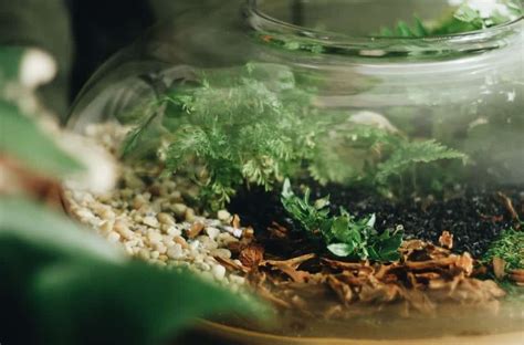 Terrarium Guides | Self-Sustaining Ecosystem