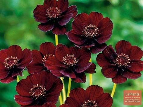 Космея кроваво-красная (Cosmos atrosanguineus) — описание, выращивание ...