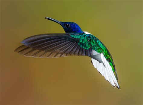 How To Photograph Hummingbirds Simple Tips