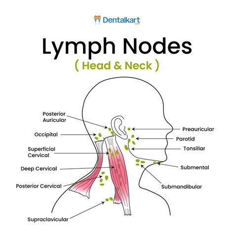 Understanding The Anatomy And Function Of Pre And Post Auricular Lymph Nodes In Your Immune System 6
