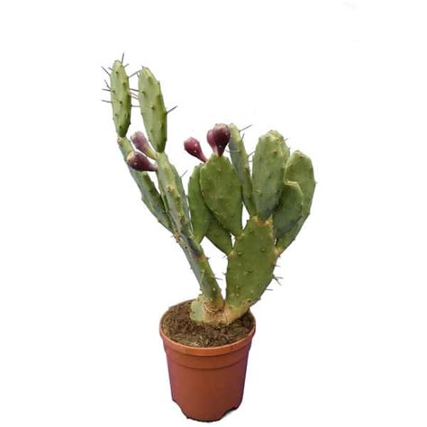 Opuntia Ficus Indica In Pot 24cm Sherries Estates