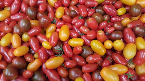 Tomates Cerises Gr Au Potager De B Cheret