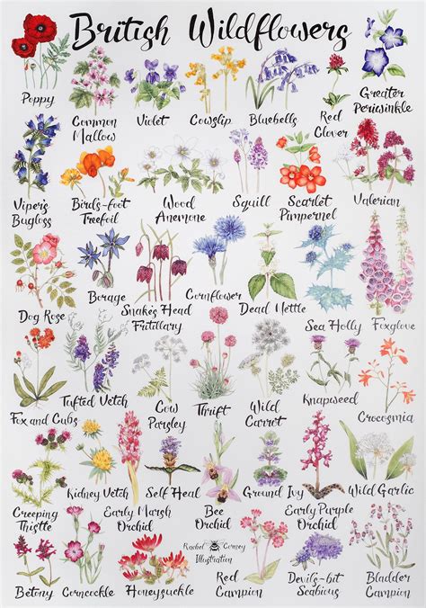 The meanings behind 50 flower names hella life – Artofit
