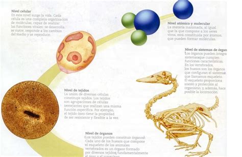 explicar de forma breve cada nivel de organización de seres vivos DOY