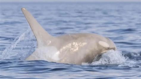 Bonnie Blue Knackt Sex Rekord Ihr Ehemann Ist Dar Ber Gar Nicht Gl Cklich