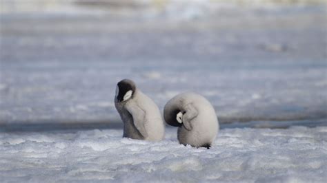 Scientists Discover New Emperor Penguin Colony In Antarctica By Spotting Their Poo From Space