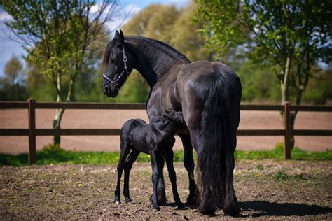 Mare Gestation Period: How Long is a Horse Pregnant For? - Equineigh